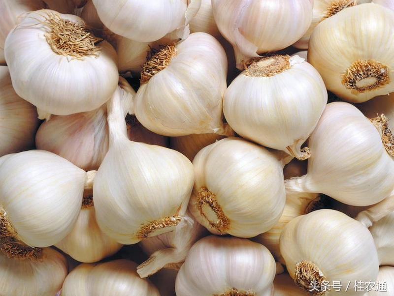 广西玉林种什么菜好吃,广西玉林最好吃的蔬菜基地