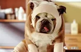 养宠经验分享狗狗伤口化脓怎么办,狗狗中毒急救