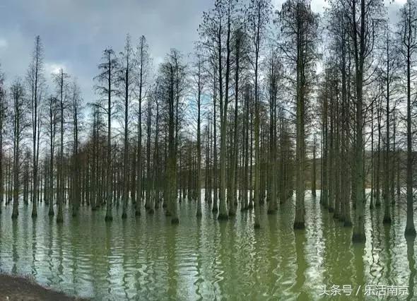 免费公园南京,南京十大公园排行榜