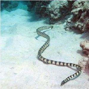 澳洲三大毒王,澳大利亚十大毒王