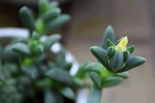 鹿角多肉的养殖方法和注意事项,鹿角多肉如何养殖视频