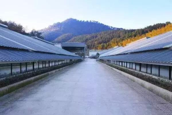 150万人围观网易养猪场，空气有安缦酒店的感觉，猪尿竟然能喝