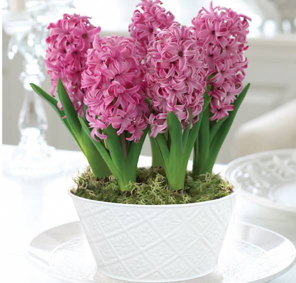 风信子夹箭是因为冷处理时间短吗,风信子败花以后怎么处理