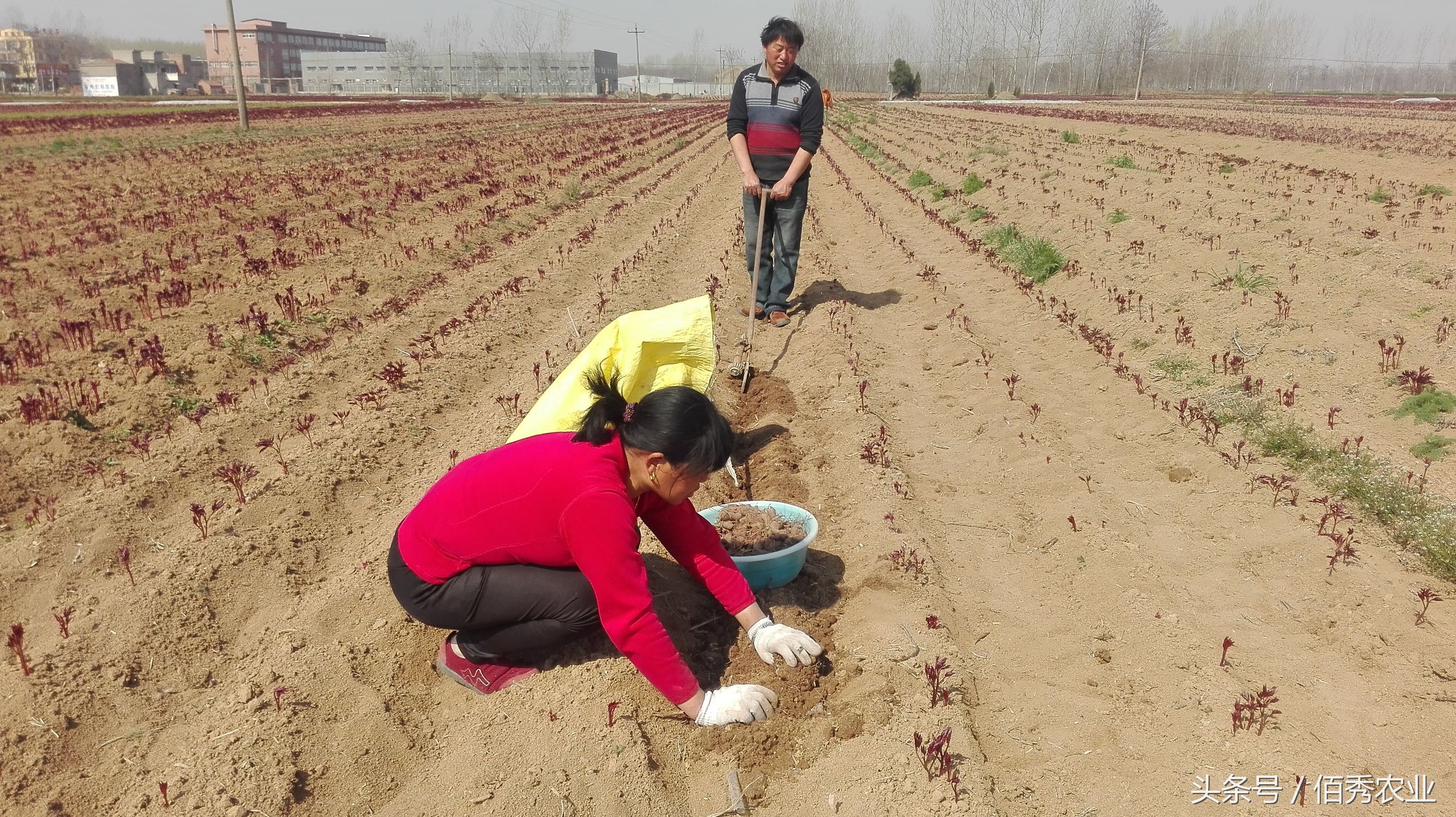 农民靠农业致富的方法,农民靠什么赚钱