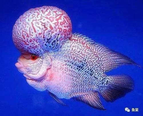 罗汉鱼不吃鱼食是什么病,罗汉鱼生病不吃食是怎么回事