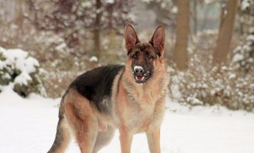 德牧缺钙补钙吃什么,德牧缺钙补钙最好的方法