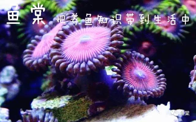 珊瑚发白是不是营养太低了,珊瑚的种类和长相