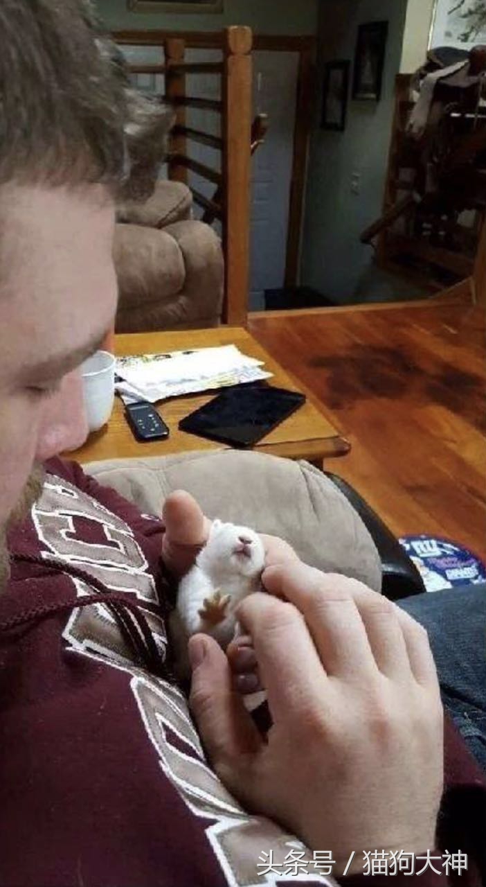 兔子宝宝被主人打哭而且还被打伤,兔宝宝被大兔子攻击