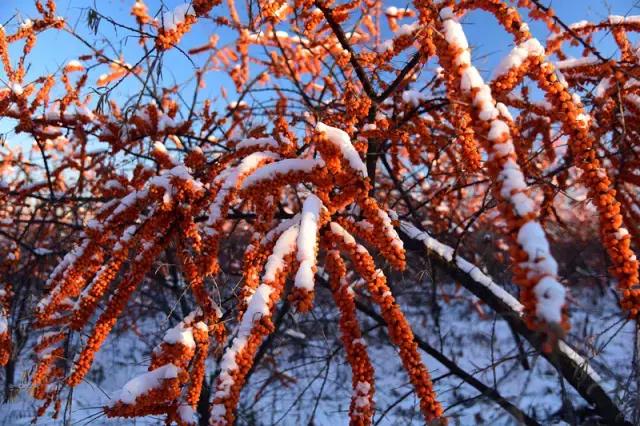 黑河至俄罗斯旅游买特产,黑河特产有哪些值得买的
