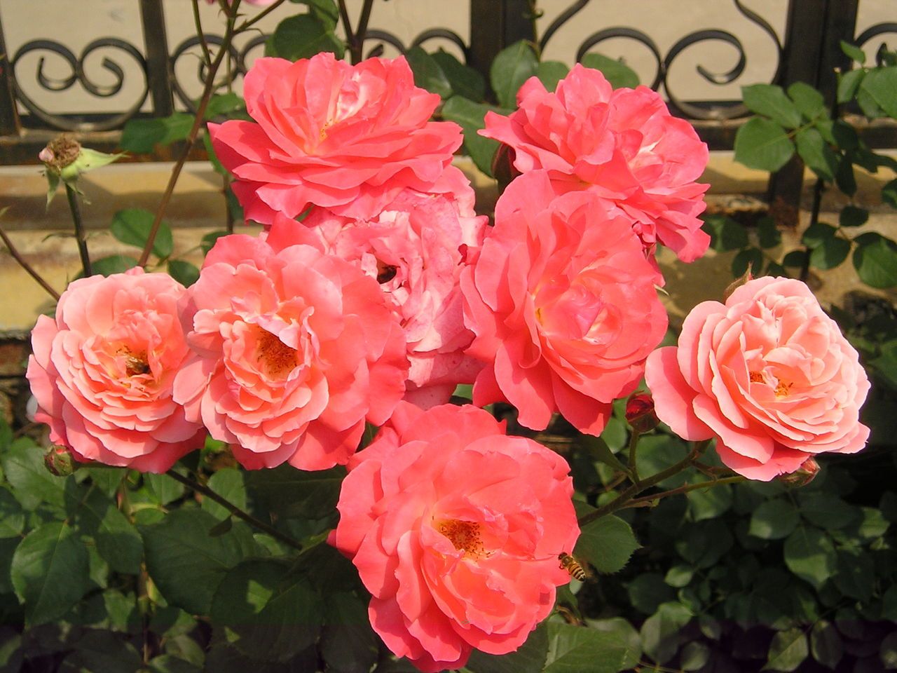 让你的花草起死回生小妙招,让绿植复活的药水