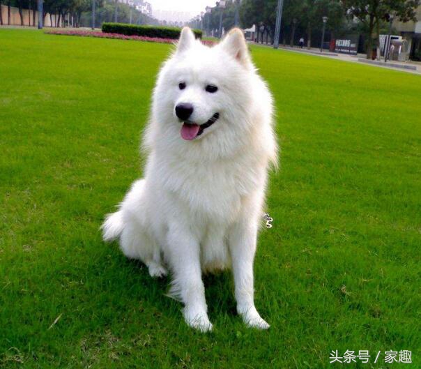 萨摩耶鉴定在线咨询,萨摩耶鉴定