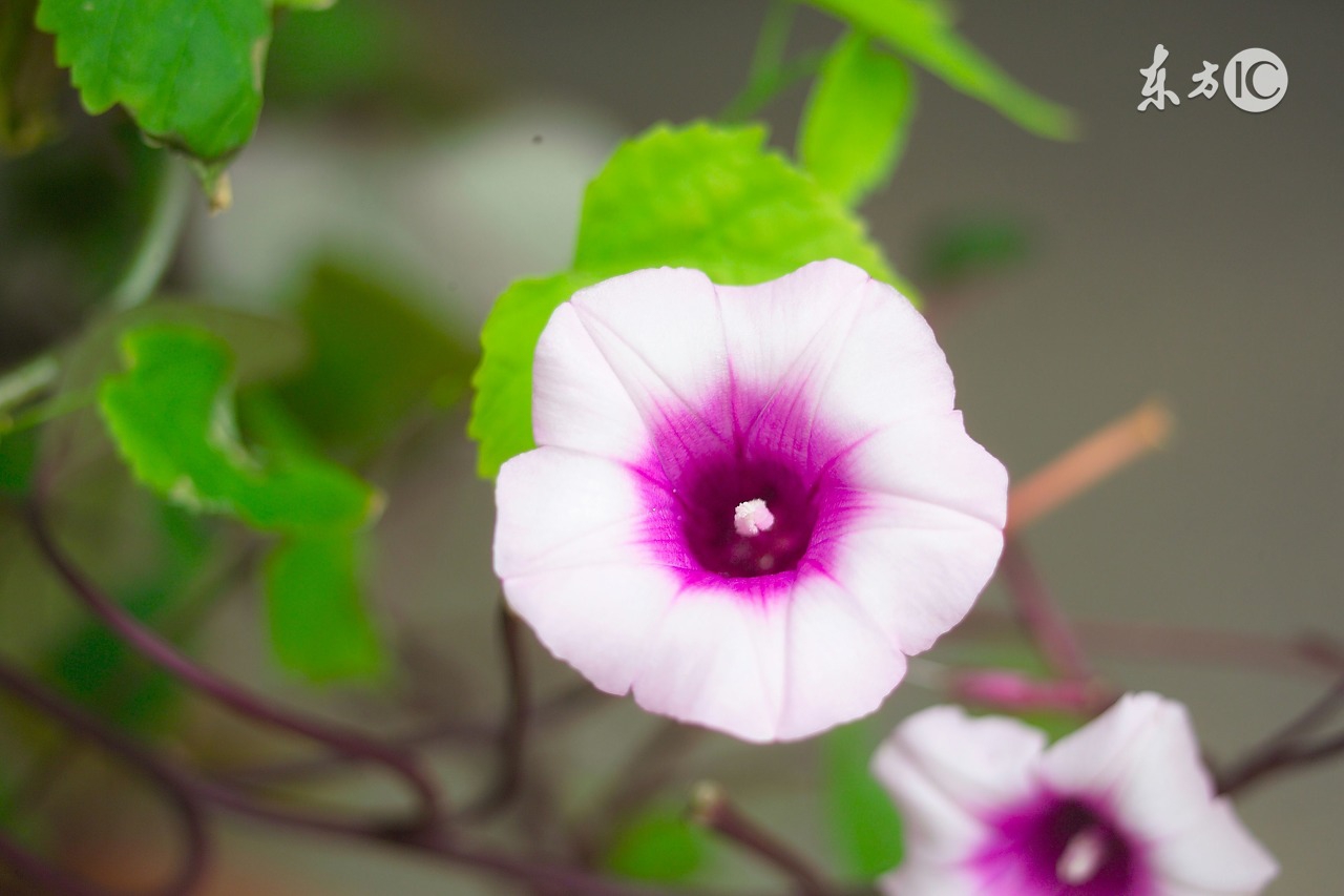 种红薯怎样才能赚钱，红薯专家朱渭兵这样回答