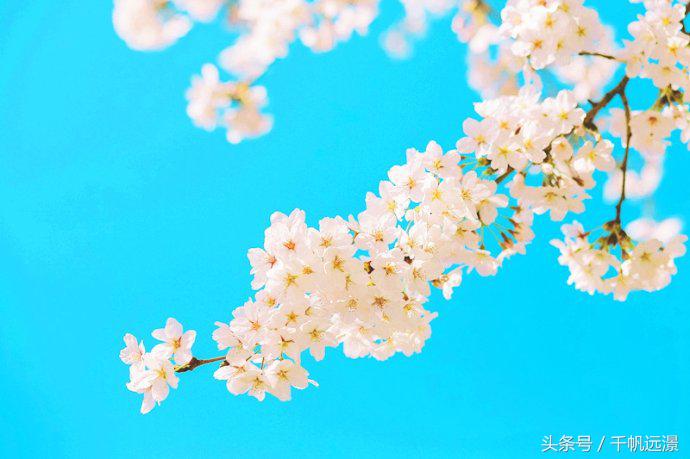 日本樱花祭，春风十里不如你