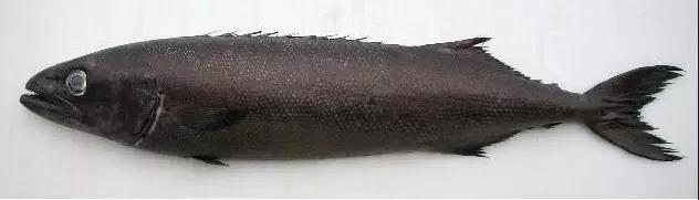 吃了假鳕鱼怎么办,假的银鳕鱼吃了会怎么样