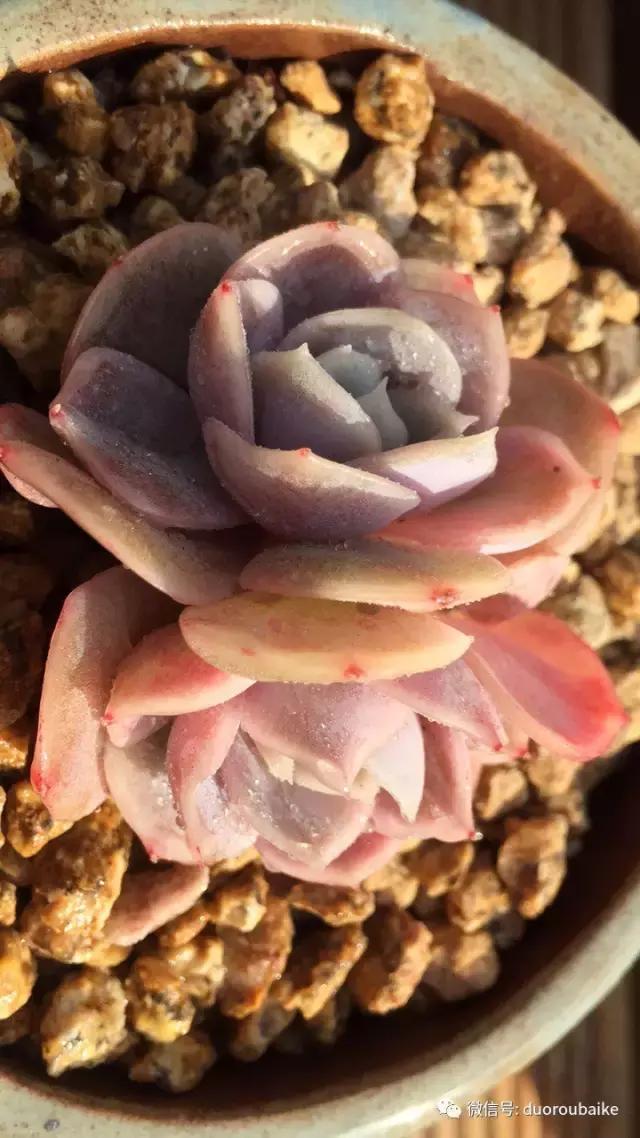 多肉为什么比较坑,多肉基础知识详解