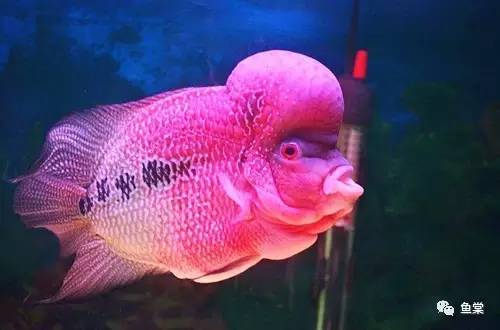 罗汉鱼不吃鱼食是什么病,罗汉鱼生病不吃食是怎么回事