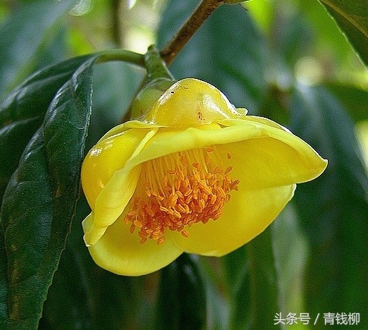 金花茶树苗扦插方法,金花茶嫁接与扦插哪个好