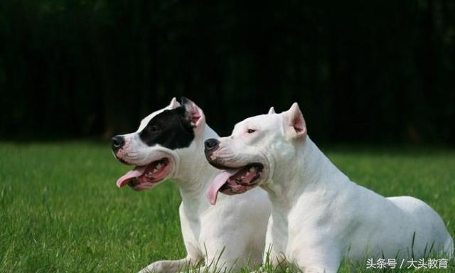 全球十大护卫犬排行榜,世界十大护卫犬排行榜图片