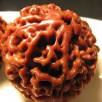 七瓣金刚和落地红的区别,金刚菩提落地红和真的区别