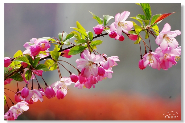 西安牡丹苑花还开着没,西安垂丝海棠哪里有卖