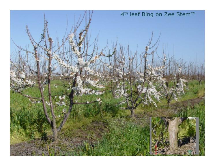 甜樱桃可持续发展的措施,美国加州樱桃