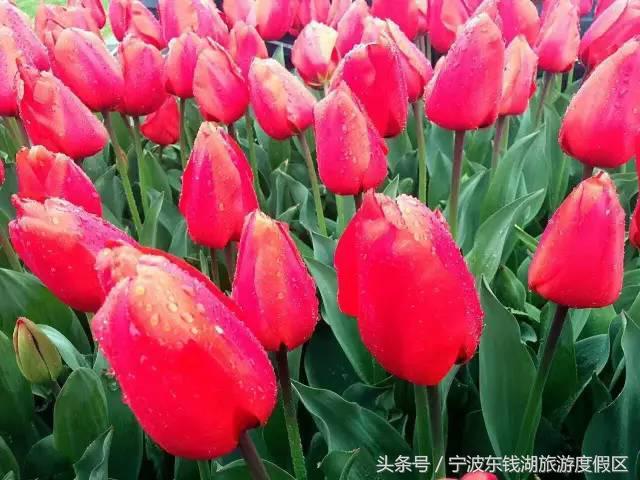 花博园红你是苹果红，我是最正中国红！