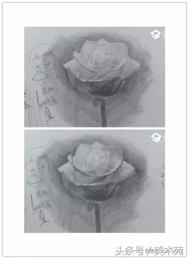 素描怎么画玫瑰花最好看,玫瑰素描画教程