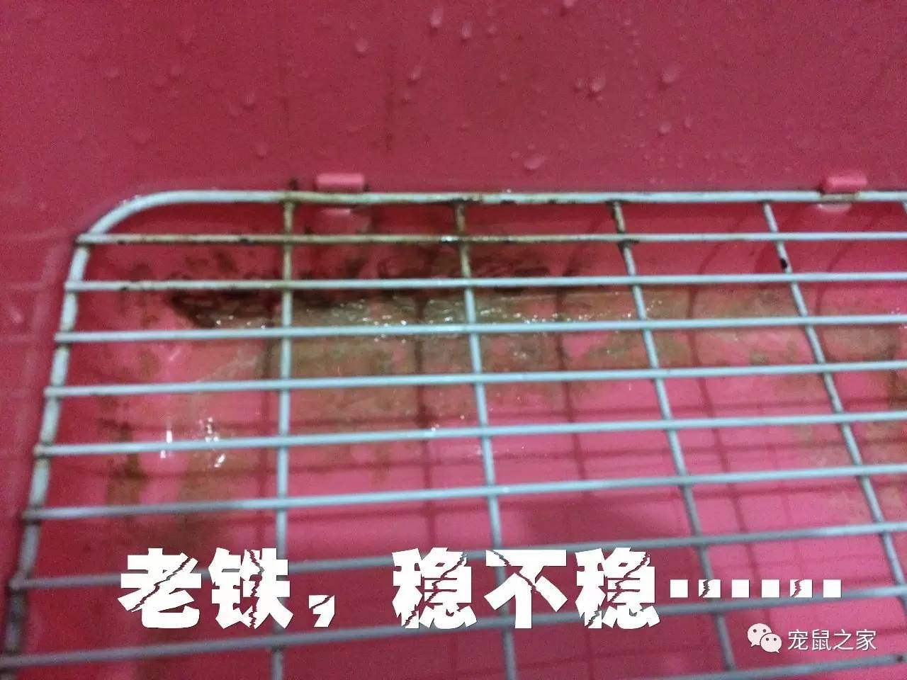 荷兰猪尿垢怎么清洗,荷兰猪尿渍怎么处理