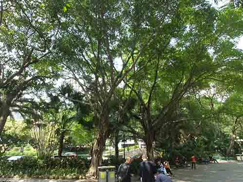 深圳的东湖公园怎么样,深圳市东湖公园