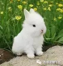 为什么养过兔子的人就不想再养,兔子不想养了咋办