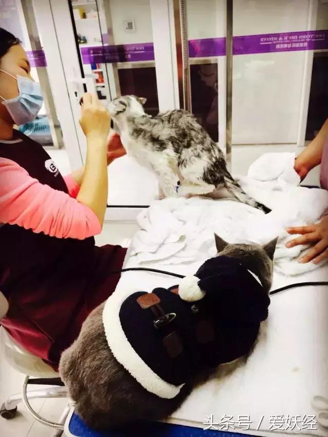 爱妖经养宠怎么玩,爱妖经