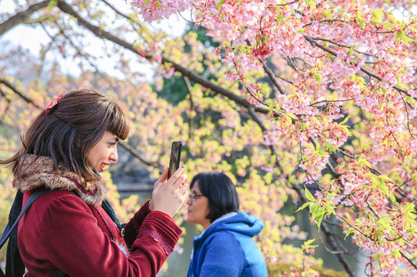 樱花烂漫几多时完整版,日本樱花节赏樱攻略视频大全