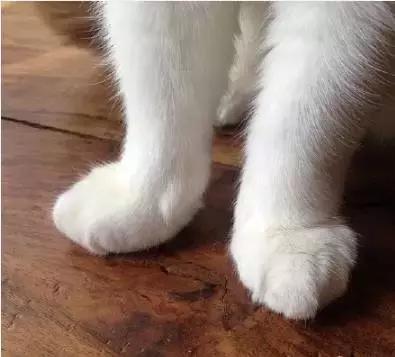 这么可爱的白手套，我能抱着摸一年！