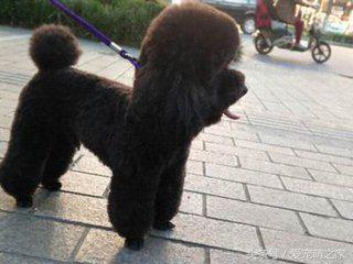 泰迪价格最低多少钱,泰迪最低价格是多少