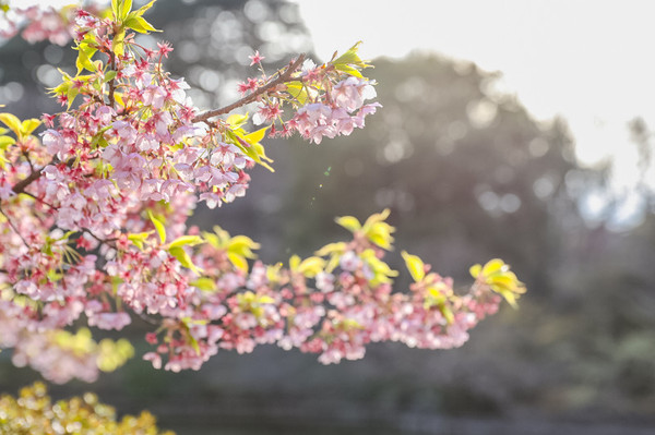 樱花烂漫几多时完整版,日本樱花节赏樱攻略视频大全