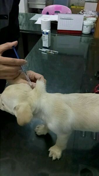 拉布拉多一个多月老是抖干呕,拉布拉多咳嗽得厉害有什么好办法