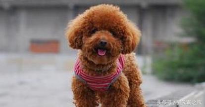 泰迪价格最低多少钱,泰迪最低价格是多少