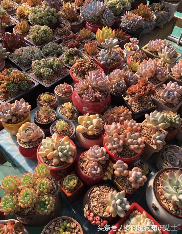 探访韩国多肉植物基地，中韩多肉大对比（二）
