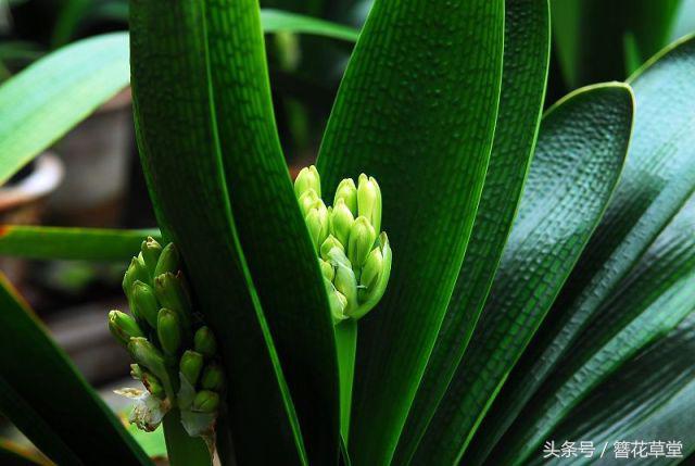 老花农浇水方法,老君子兰育苗的方法