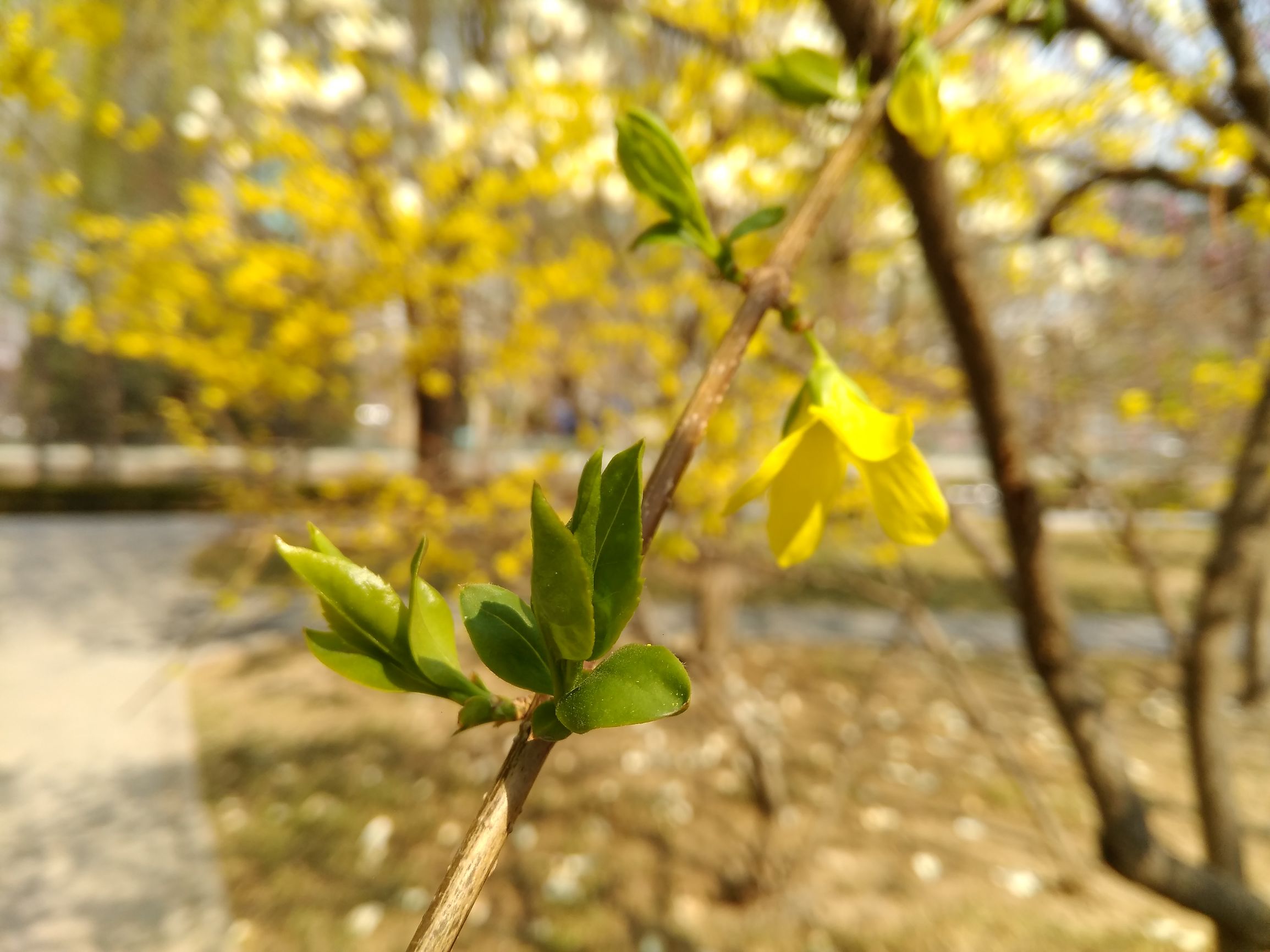 中兴双摄手机blade,中兴bladev8评测视频