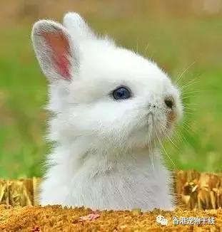 为什么养过兔子的人就不想再养,兔子不想养了咋办