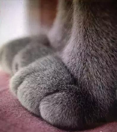 这么可爱的白手套，我能抱着摸一年！