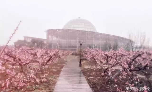 爱妖经养宠怎么玩,爱妖经