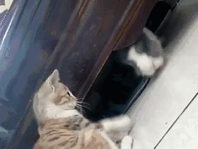 邂逅愚人节！别被兔兔蠢萌的外表所迷惑！