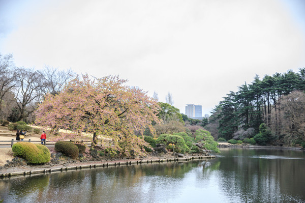 樱花烂漫几多时完整版,日本樱花节赏樱攻略视频大全
