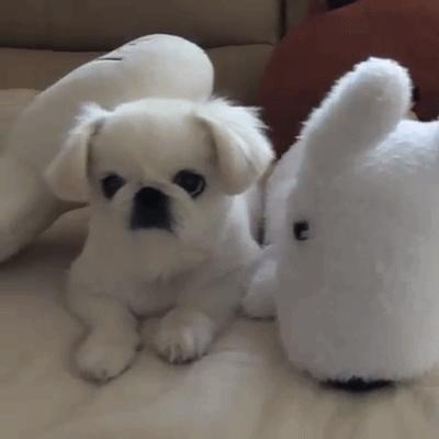 京巴犬以后趋势,京巴犬放开会跑么