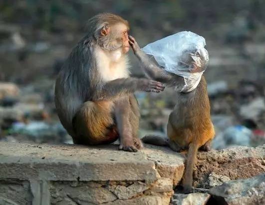 这个从垃圾山中成长起来的印度小伙,为了拯救环境,发明了一款可以吃的塑料袋