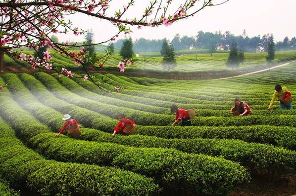 重庆最委屈的城市,重庆最落后的五个区