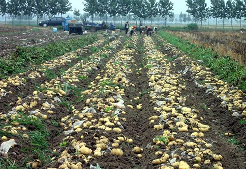 撸起袖子加油干砥砺前行,撸起袖子加油干谱写致富新篇章