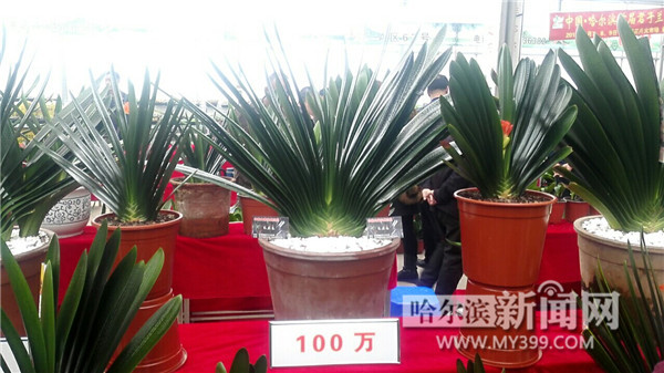 天价君子兰让人望而生畏,天价君子兰再战江湖